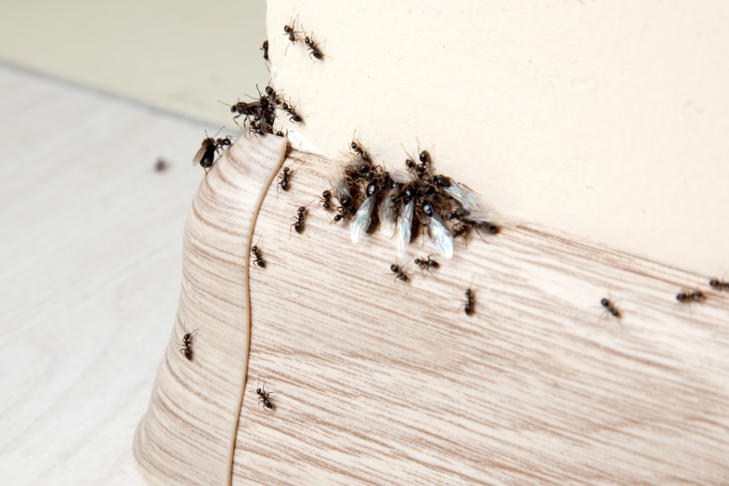 7 Solutions for Getting Rid of Ants in Your Life