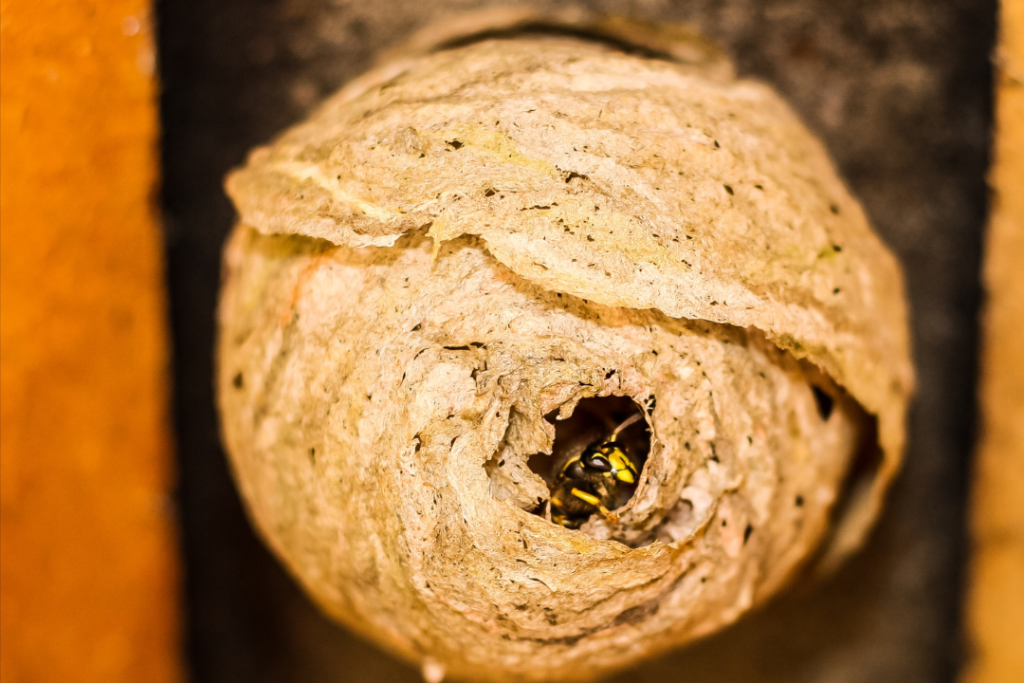 How to Get Rid of a Wasps' Nest