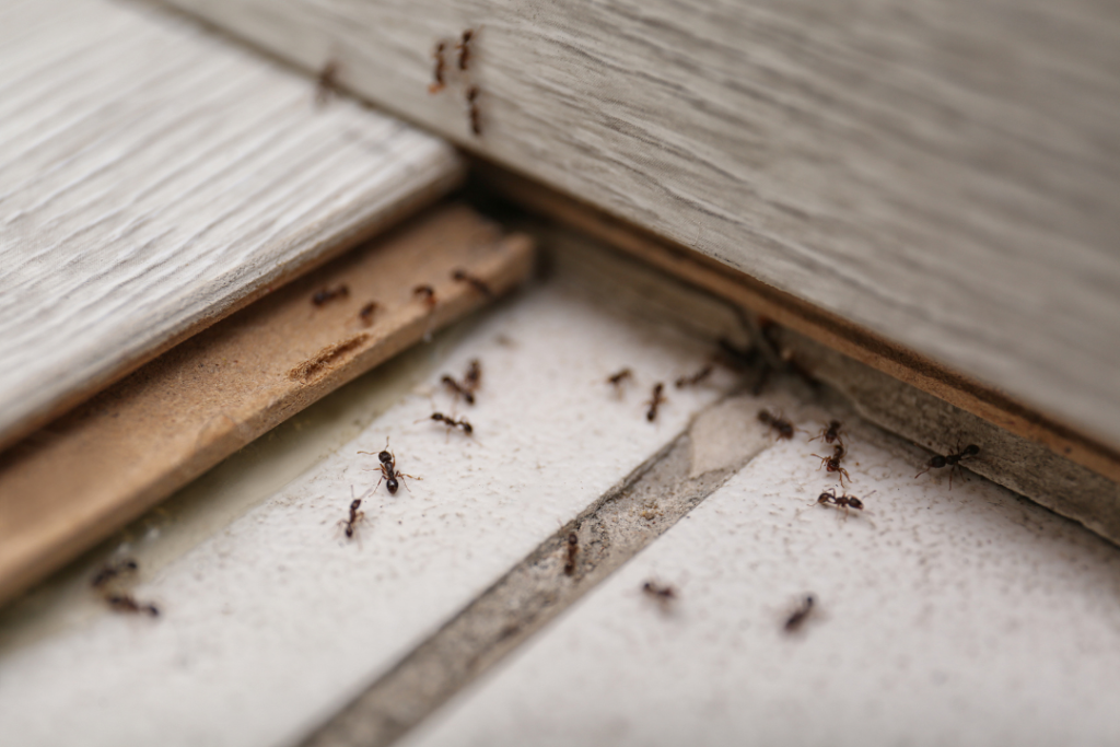 The Ultimate Guide to Ant Control