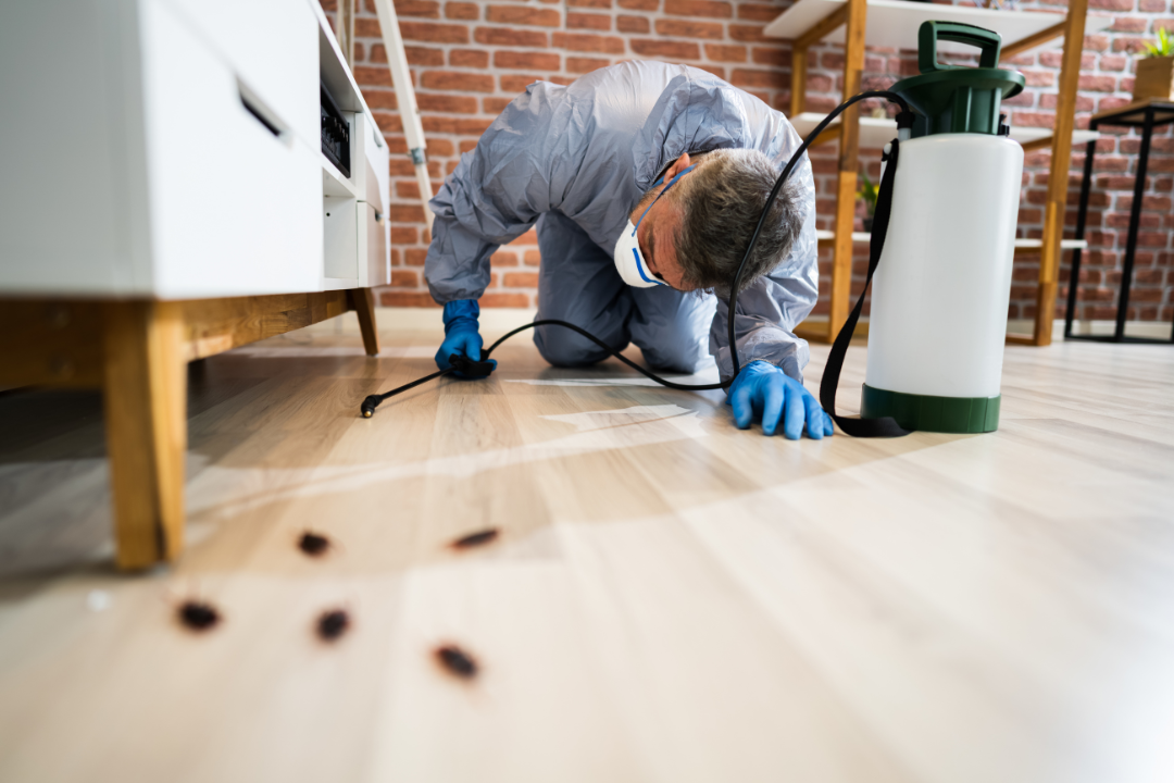 The Ultimate Guide to Getting Rid of Book Lice Habitat Inspections